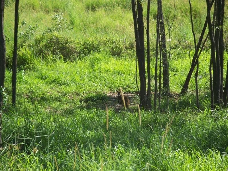 Tanah Merah QLD 4128