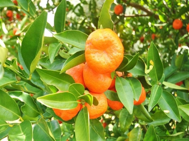 10 Brosnahan Court, Belivah QLD 4207