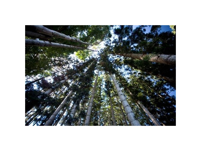 139 Laurel Avenue, Chelmer QLD 4068