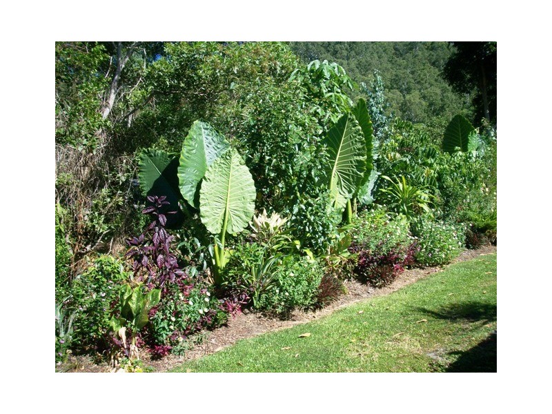 57 Verbena Drive, Mount Sheridan QLD 4868