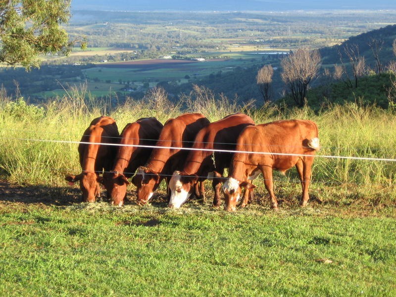 Mount Berryman QLD 4341