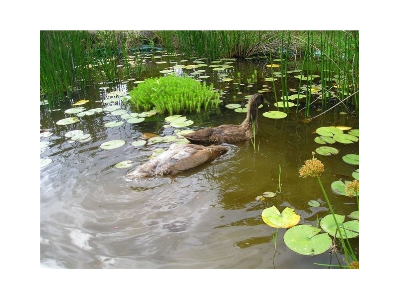 46 Main Western Road, Tamborine Mountain QLD 4272