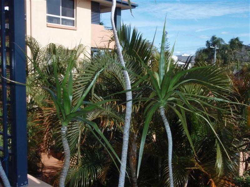 31 Mawarra Street, Surfers Paradise QLD 4217