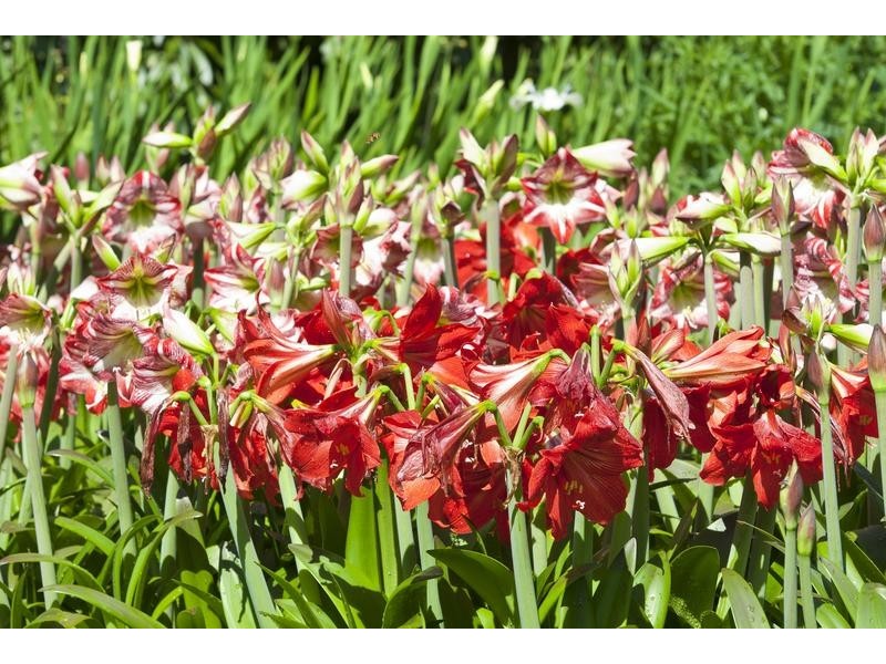 39 Esme Street, North Tamborine QLD 4272