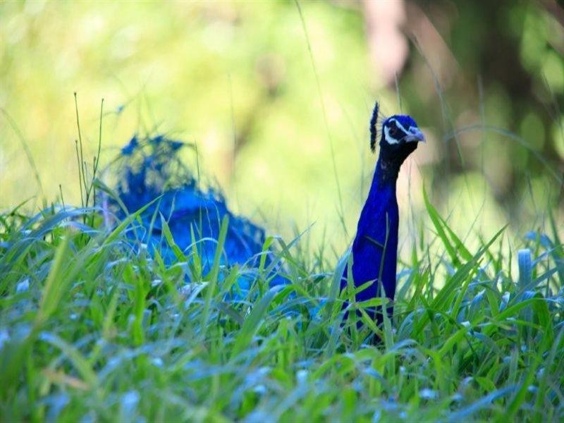 746 Currumbin Creek Road, Currumbin Valley QLD 4223