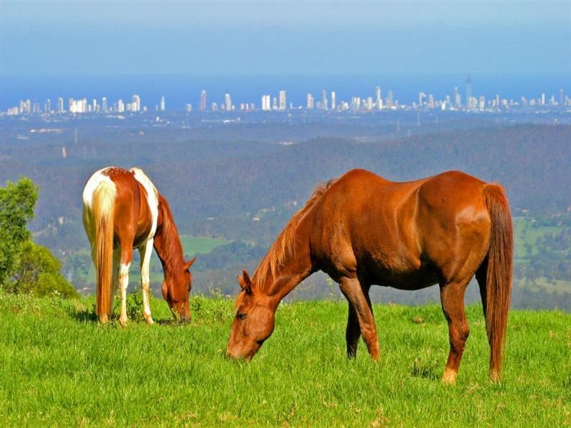 11/163 Curtis Road, North Tamborine QLD 4272