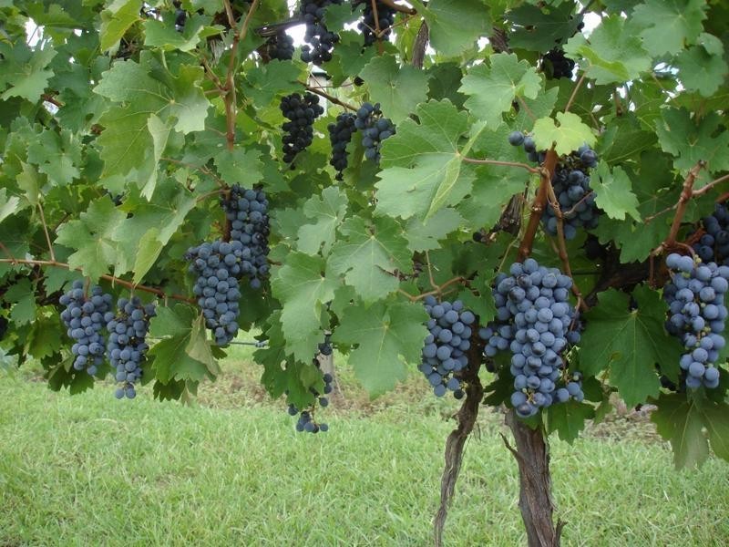 46 Rymera Road, Sarabah QLD 4275