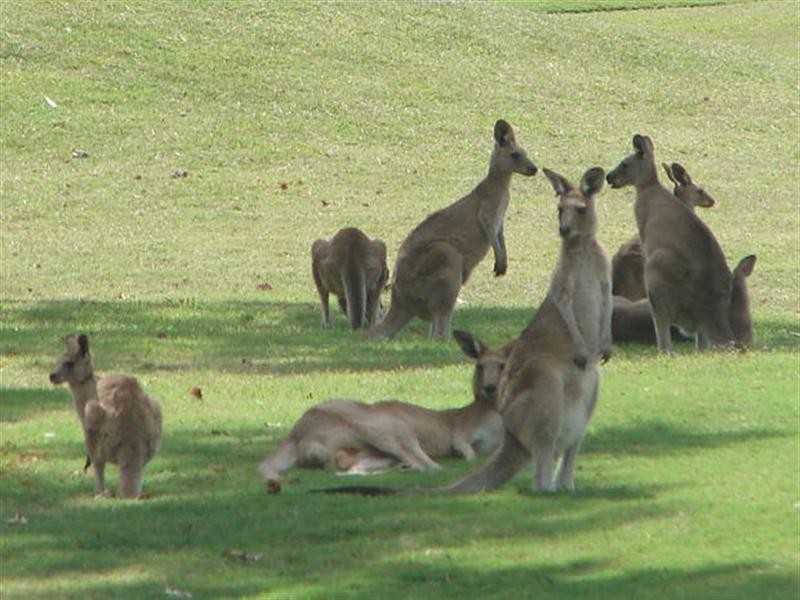 2603 The Address, Sanctuary Cove QLD 4212