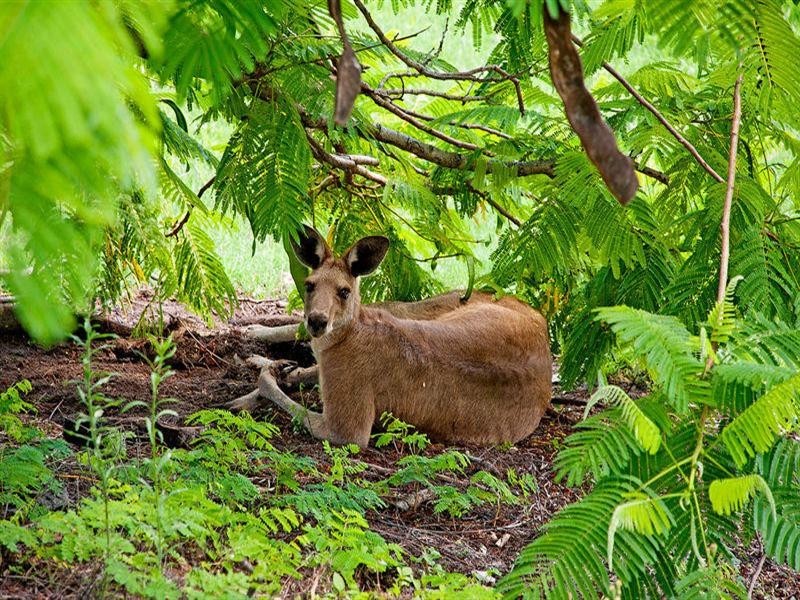 5935 Birkdale Terrace, Sanctuary Cove QLD 4212