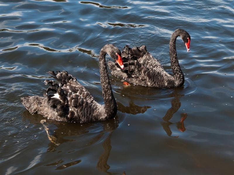 86B St Kevins Avenue, Benowa QLD 4217