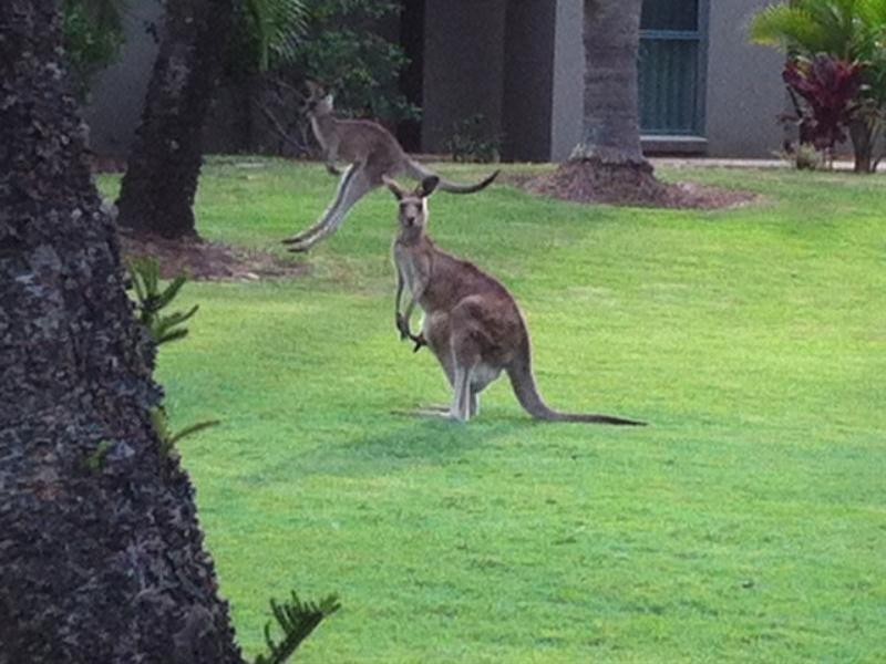 93/19 Santa Barbara Road, Hope Island QLD 4212