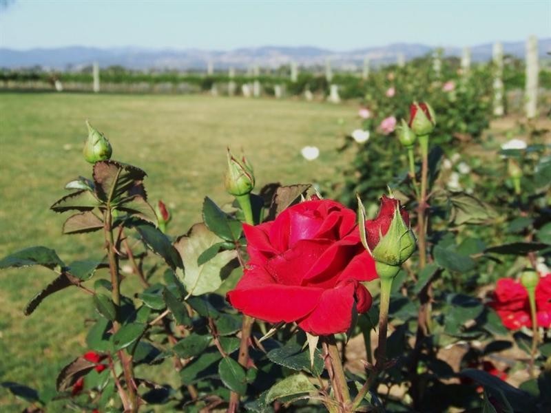 340 Old Winton Road, Tamworth NSW 2340