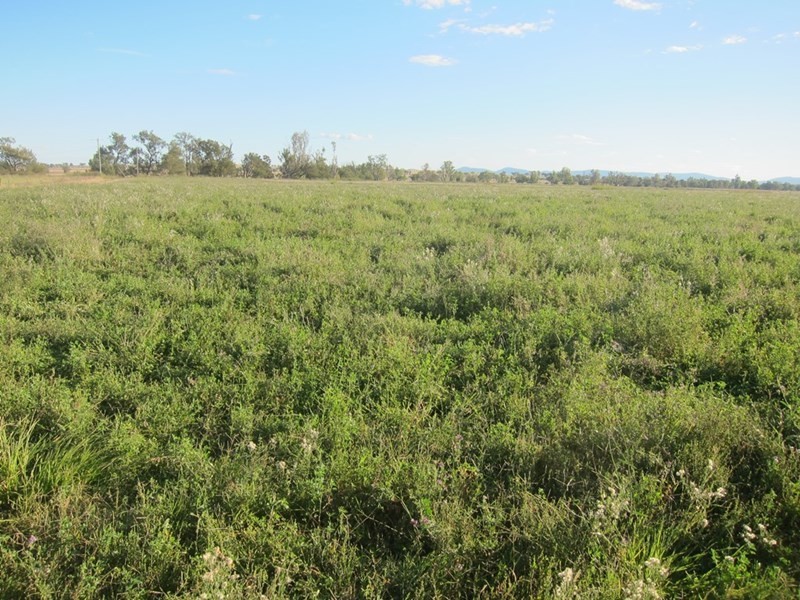 173 Lower Somerton Road, Attunga NSW 2345