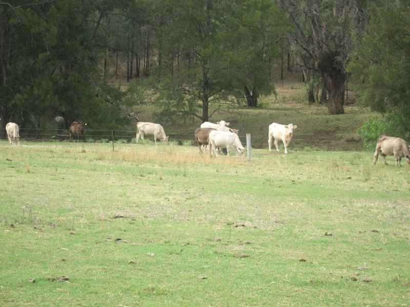 1778 Piallaway Road, Currabubula NSW 2342