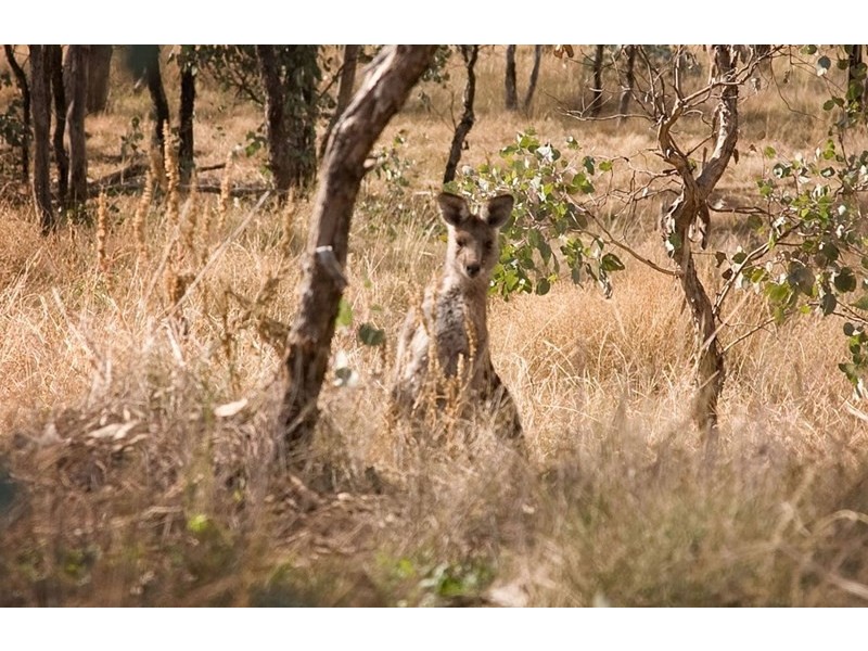 Lot 6 Pindari Estate, Tamworth NSW 2340