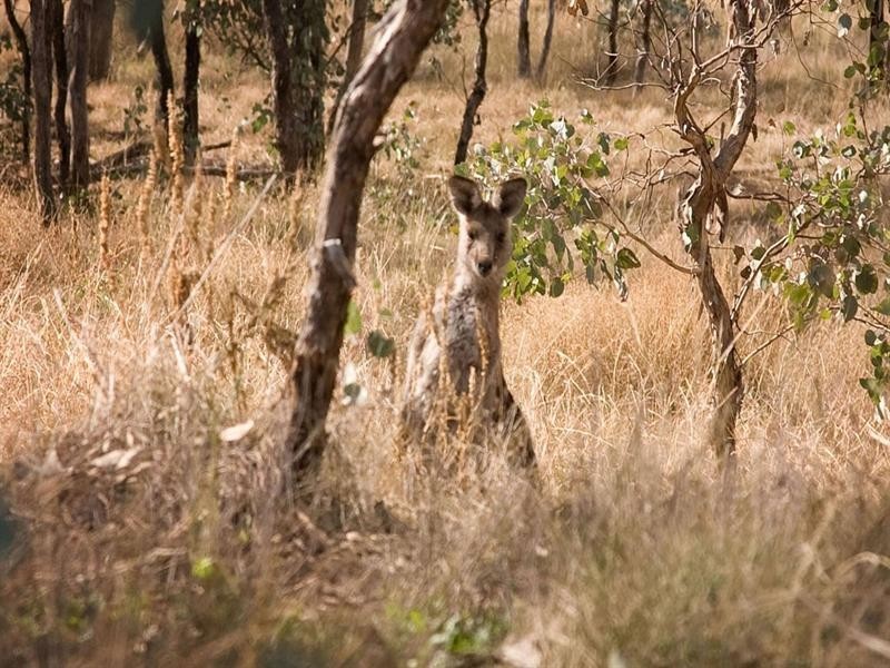 Lot 12 Pindari Estate, Tamworth NSW 2340