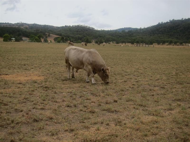 352 Wisemans Arm Road, Garthowen NSW 2345
