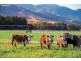 “Hillview” 620 Woolomin Road, Tamworth NSW 2340