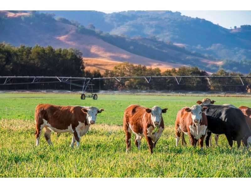 “Hillview” 620 Woolomin Road, Tamworth NSW 2340