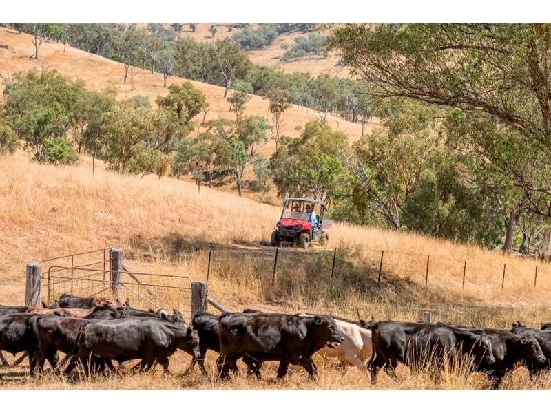 “Hillview” 620 Woolomin Road, Tamworth NSW 2340