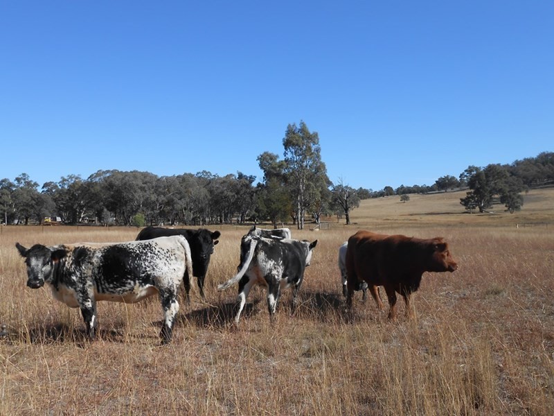 Lot 1 633 Moore Creek Road, Tamworth NSW 2340
