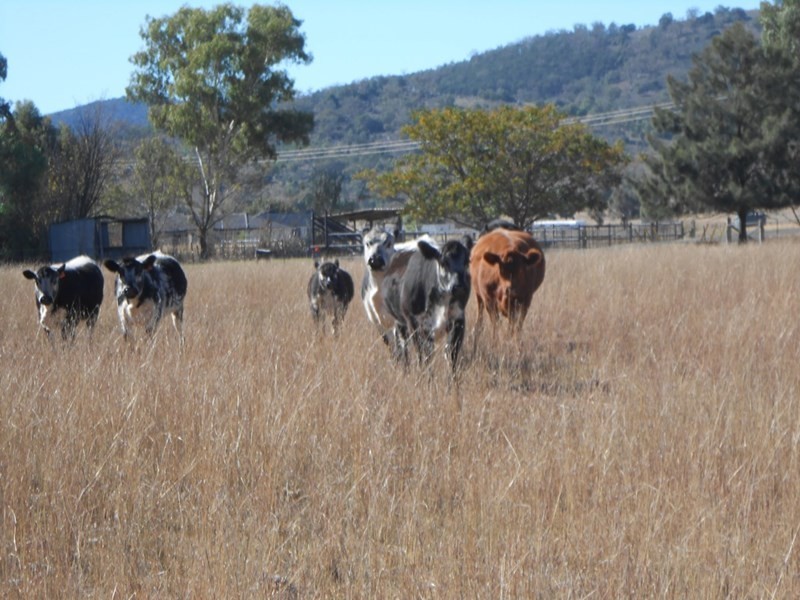 Lot 2 633 Moore Creek Road, Tamworth NSW 2340