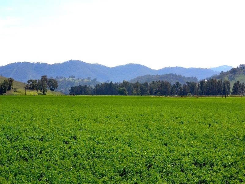 “Hillview” 620 Back Woolomin Road, Tamworth NSW 2340