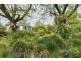 8 Panorama Road, Calala NSW 2340