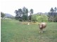 Lot Ogunbil Road, Dungowan NSW 2340
