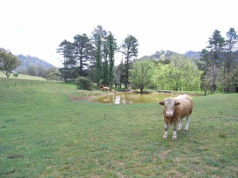 Lot Ogunbil Road, Dungowan NSW 2340