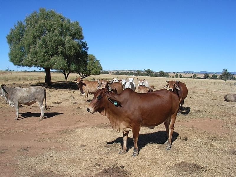 1 1 Bective Reserve Road, Tamworth NSW 2340