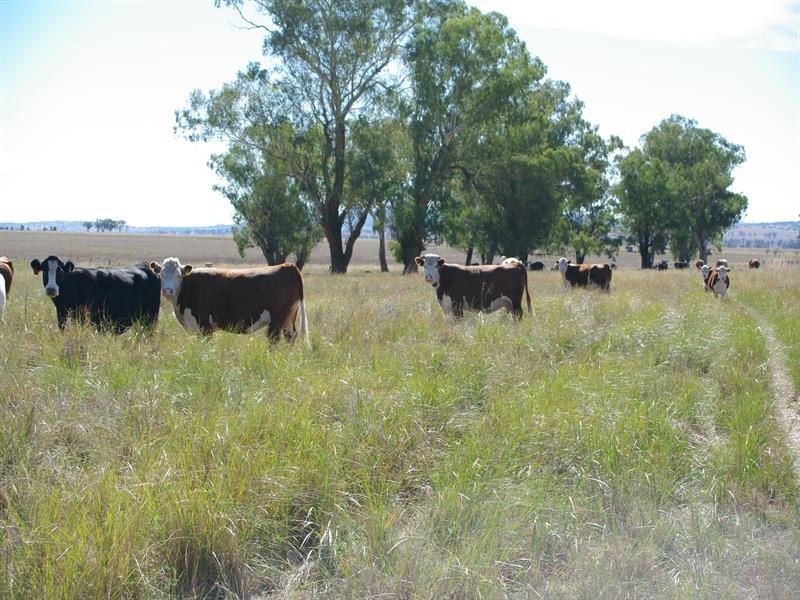 247 Gidley Appleby Road, Tamworth NSW 2340