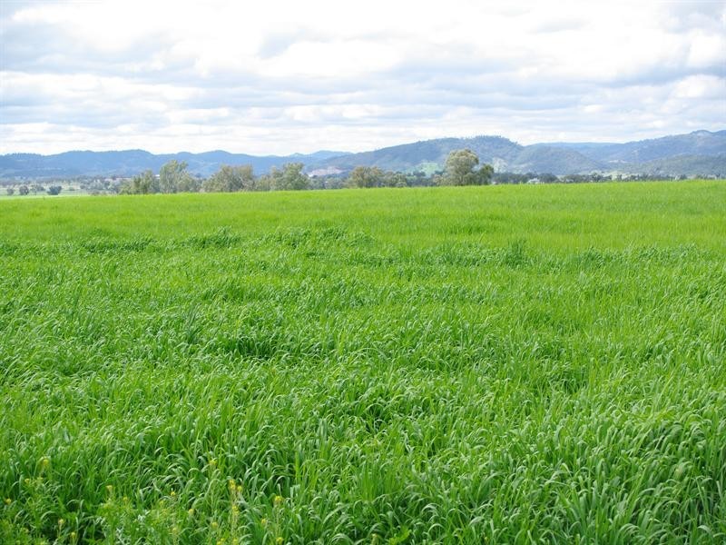 247 Gidley Appleby Road, Tamworth NSW 2340