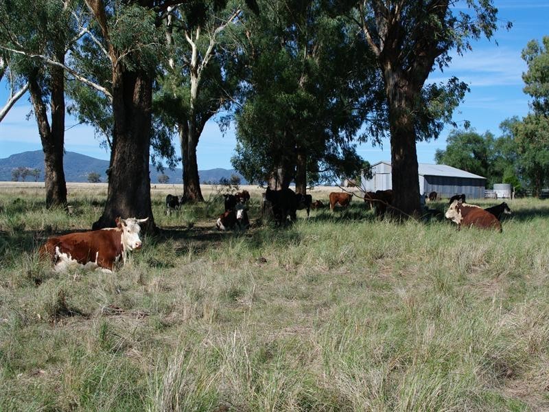 247 Gidley Appleby Road, Tamworth NSW 2340