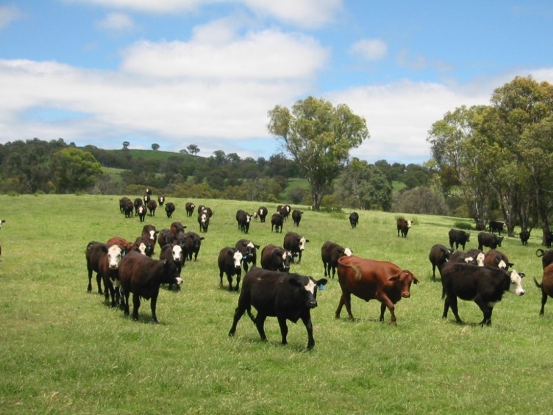 . “Rimbanda”, Kentucky NSW 2354