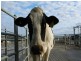 1 Holdings” Buena Vista Road, Upper Manilla NSW 2346