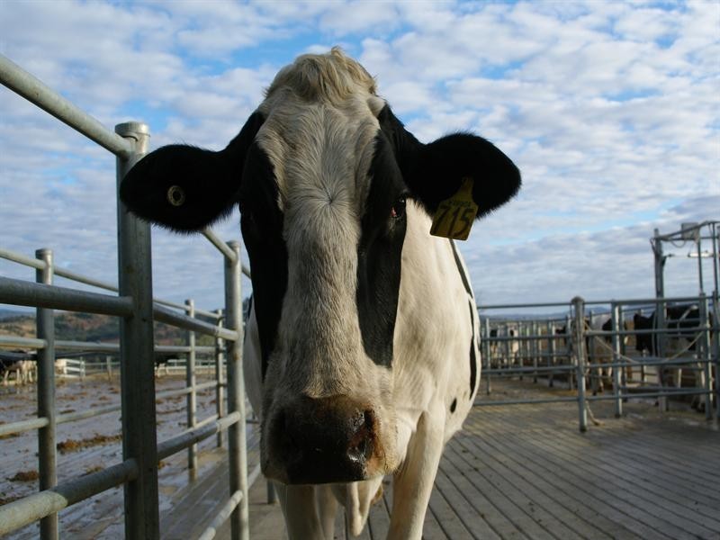 1 Holdings” Buena Vista Road, Upper Manilla NSW 2346