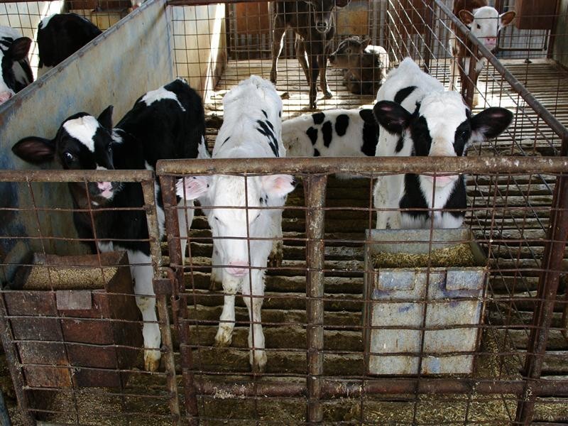 1 Holdings” Buena Vista Road, Upper Manilla NSW 2346