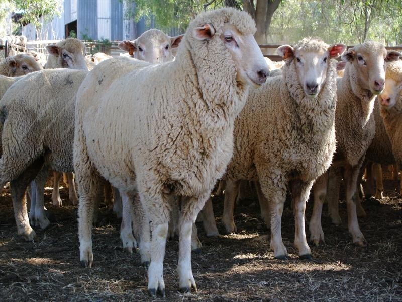 267 Bennetts Road, Attunga NSW 2345