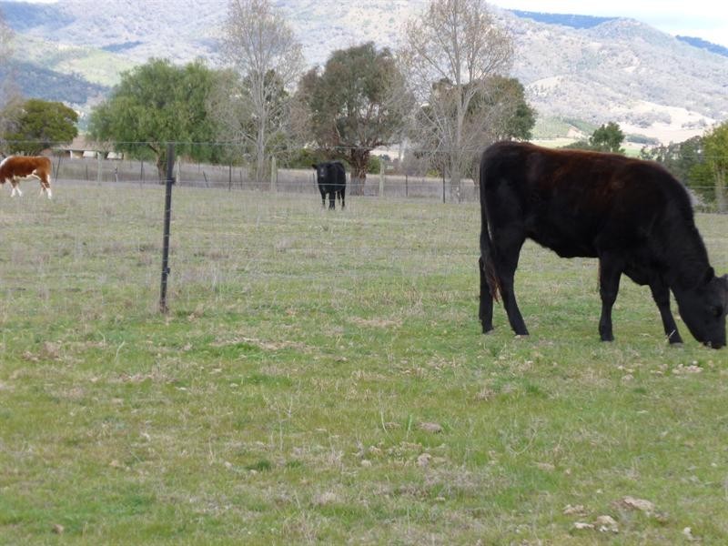 1798 New England Highway, Kootingal NSW 2352