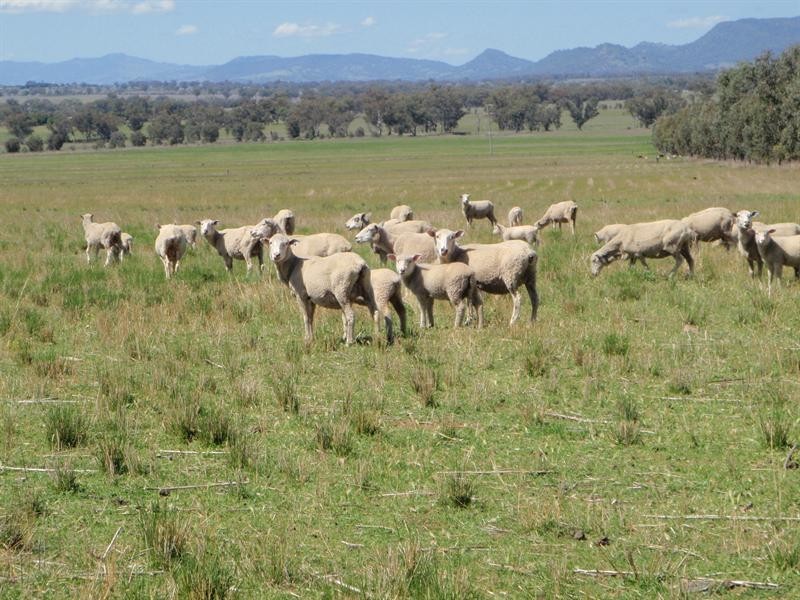 4418 Werris Creek Road, Duri NSW 2344