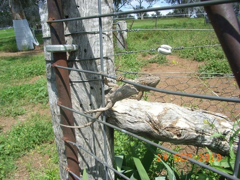 95 Spains Lane, Tamworth NSW 2340