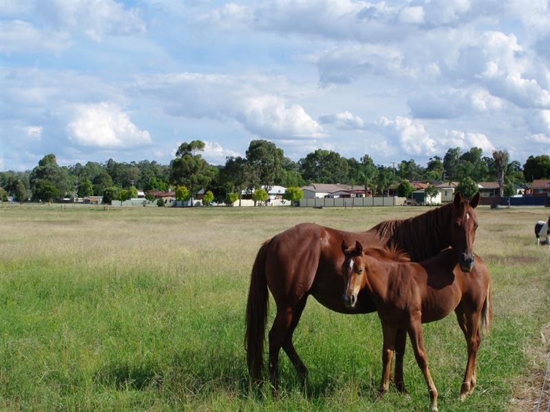 24 Harrier Parade, Calala NSW 2340