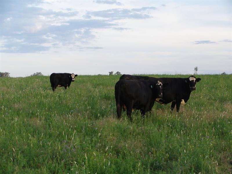 248 Bithramere Lane, Tamworth NSW 2340