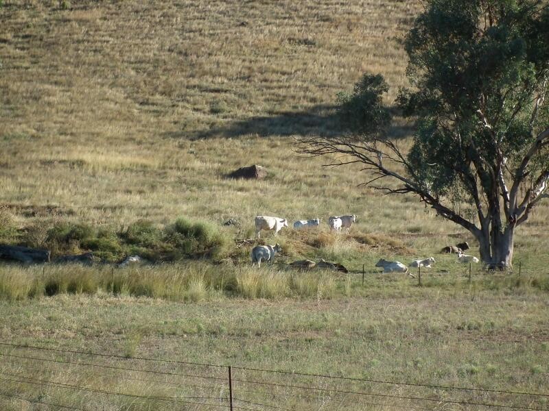 397 Crow Mountain Road, Manilla NSW 2346