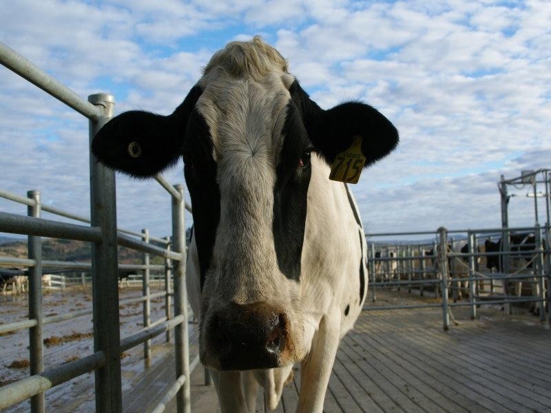 1 Buena Vista Road, Upper Manilla NSW 2346