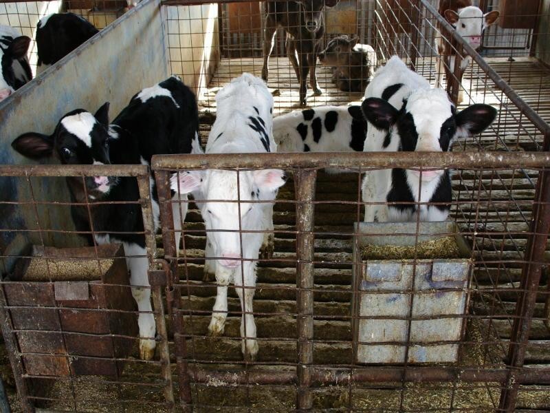 1 Buena Vista Road, Upper Manilla NSW 2346