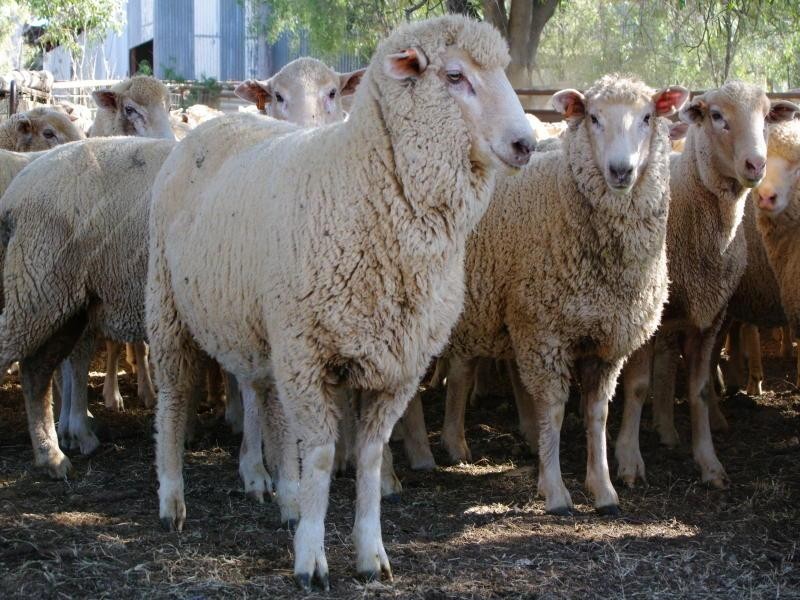 267 Bennetts Road, Attunga NSW 2345