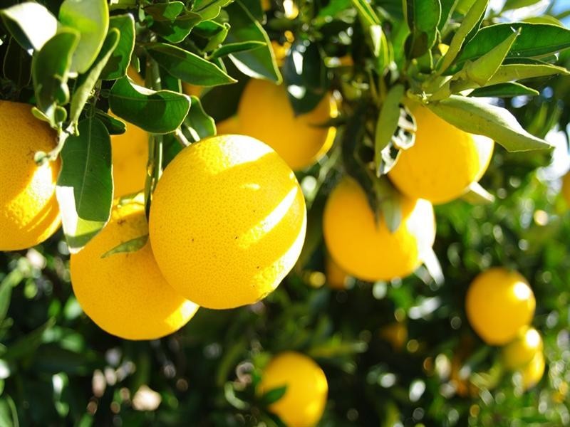 585 Heiligmans Lane, Tamworth NSW 2340