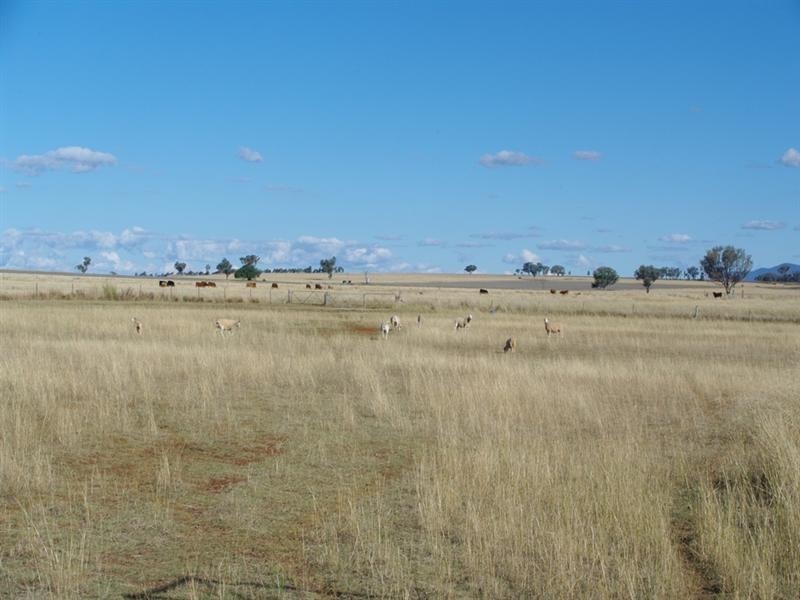 585 Heiligmans Lane, Tamworth NSW 2340